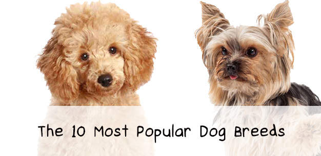 Top 10 Dog Breeds List
