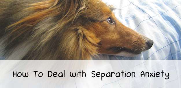 Dealing with Separation Anxiety
