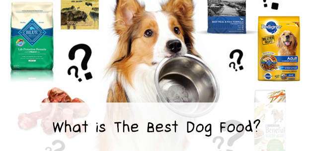 What is The Best Dog Food?