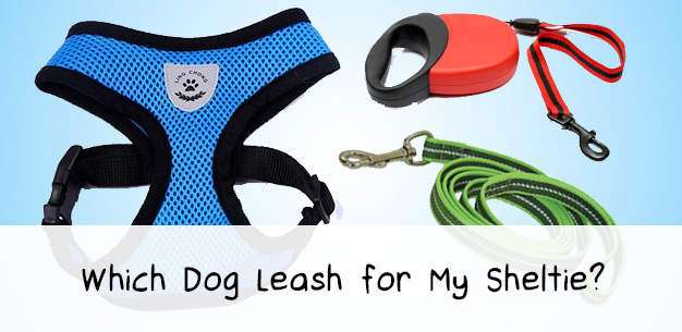 What is The Best Dog Leash?