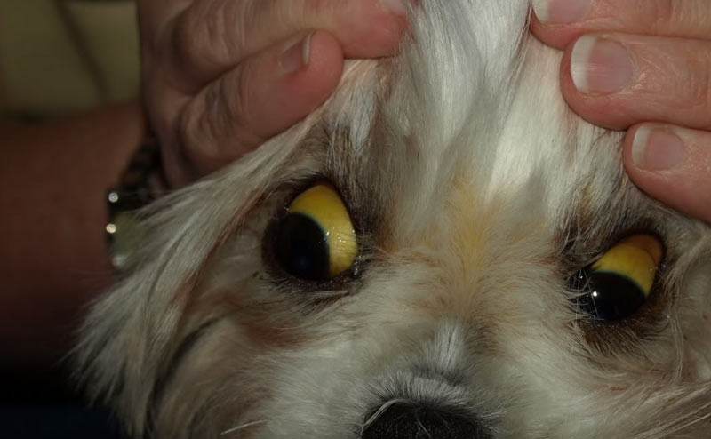 Причиной смерти собаки, поражённой желтушной формой, становится появление токсико-инфекционного шока, сильнейшая общая интоксикация и обезвоживание организма