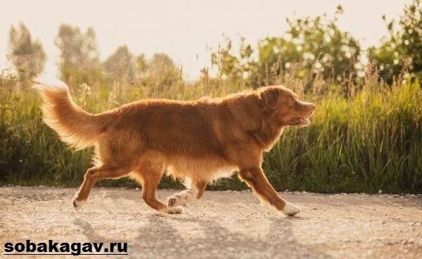 Новошотландский-ретривер-собака-Описание-уход-и-цена-породы-7