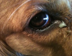 У собаки гноится глаз