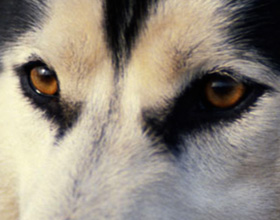 Глаза и зрение собаки