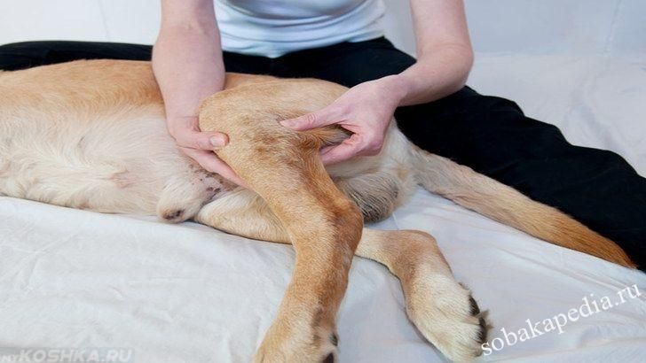 Симптомы артрита у собак