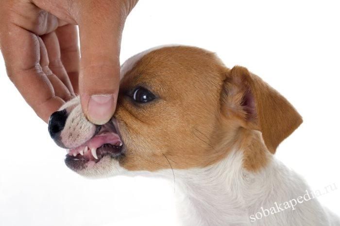 Этапы смены зубов у собаки