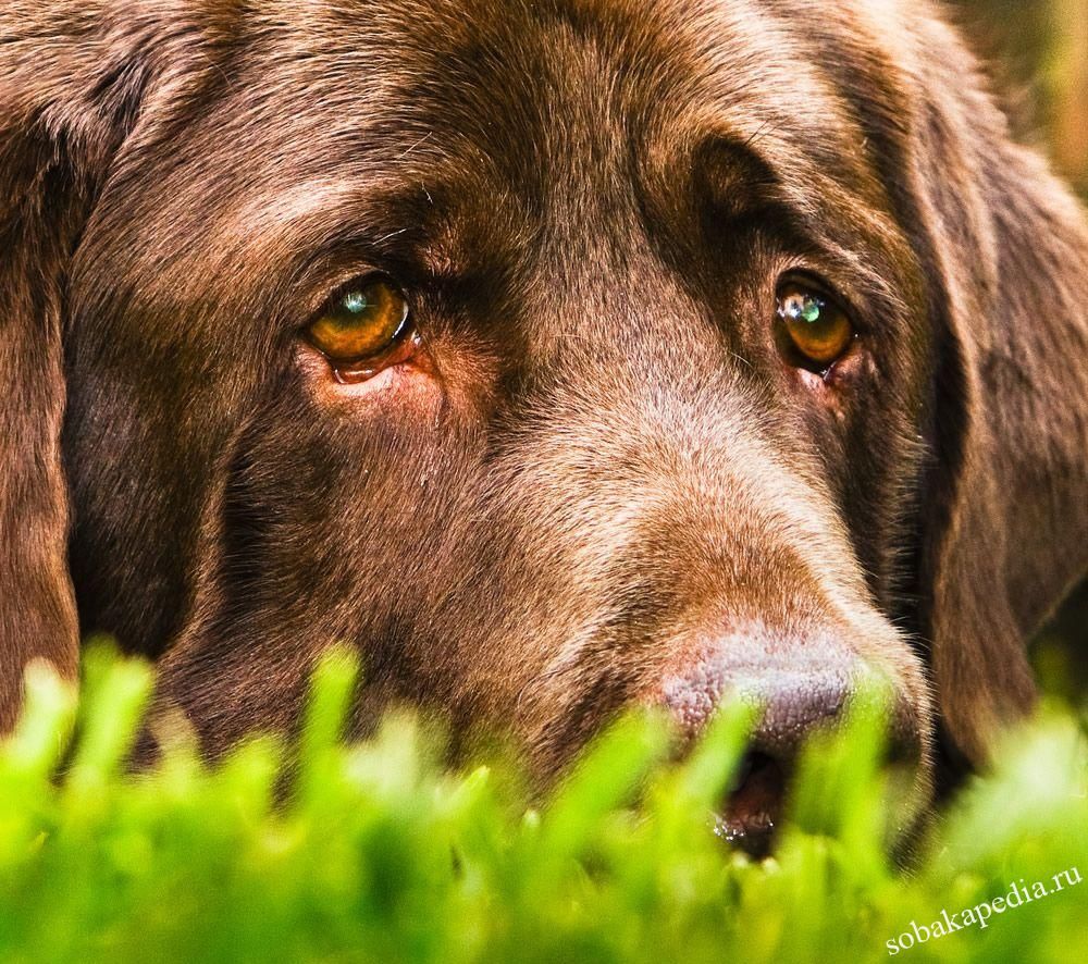 Диарея у собаки — чем лечить и почему возникает