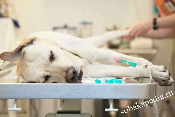 Диагностика и лечение рака у собак