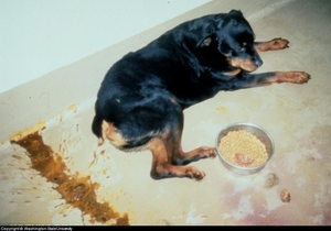 Как кормить собаку при расстройстве