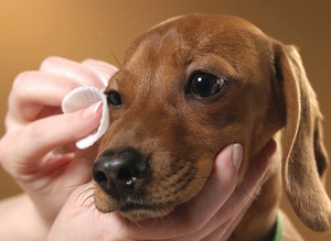 Промывание глаз собаке при конъюнктивите