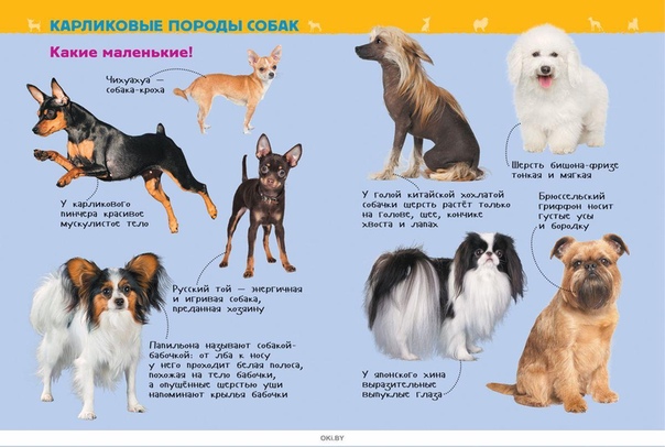Породы собак с фотографиями и названиями маленькие и средние