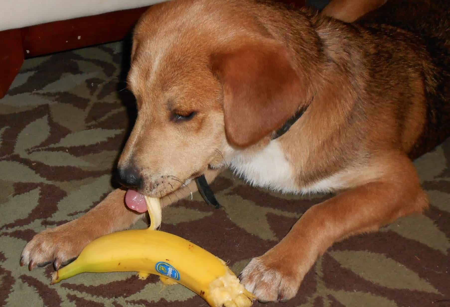 Dogs can eat bananas only when they are properly prepared.