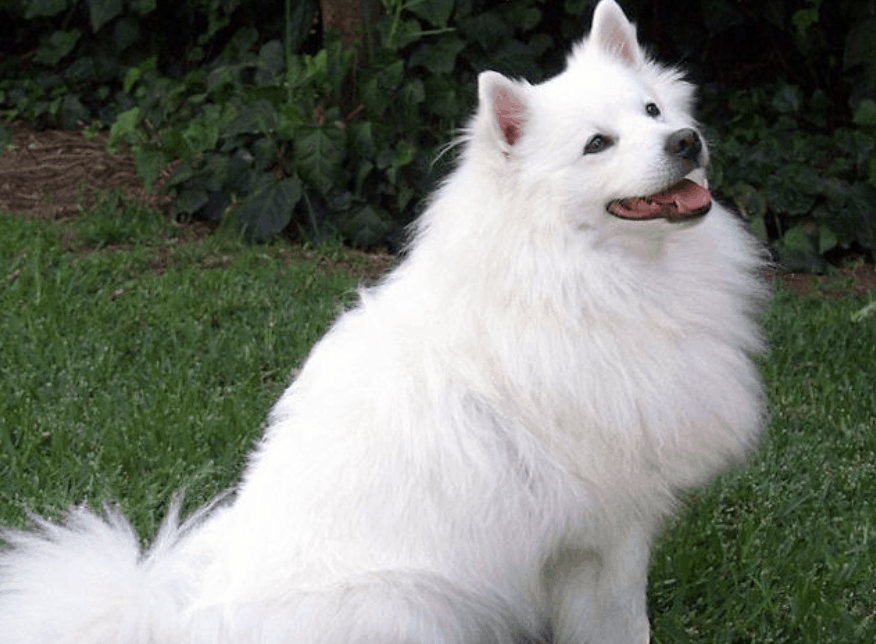 The only issue with living with an Indian Spitz is that they shed very often.