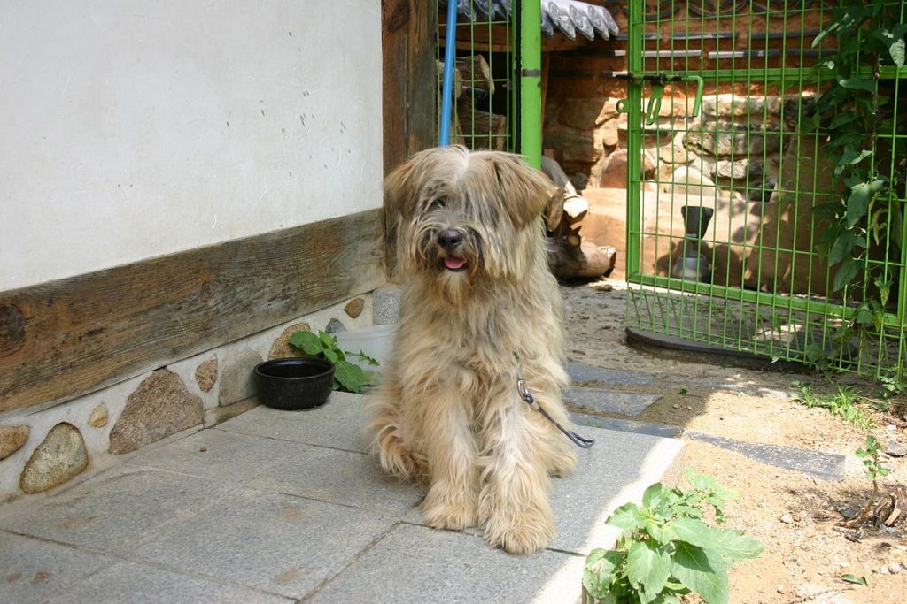 The Sapsali is one of the most family-oriented dog breeds from Korea.