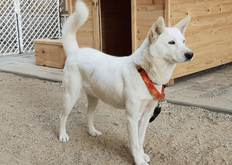 The Pungsan is the only dog breed to come from North Korea.