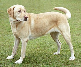 Labrador de couleur sable.