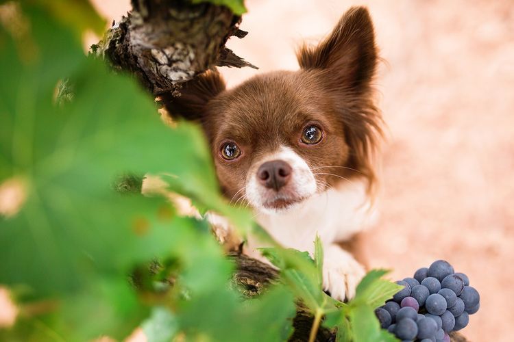Собака есть виноград