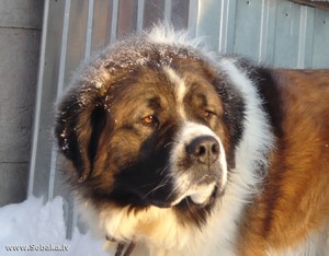 Московская сторожевая собака в зимнее время фото