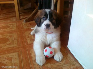Щенок породы московская сторожевая собака с игрушкой
