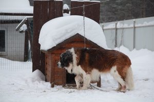 Московская сторожевая собака у своей будки