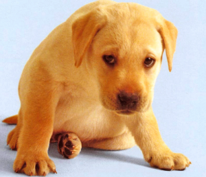 Рвота у собаки из-за инородных тел в глотке, пищеводе или кишечнике