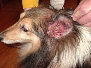Воспаление наружного уха собак
