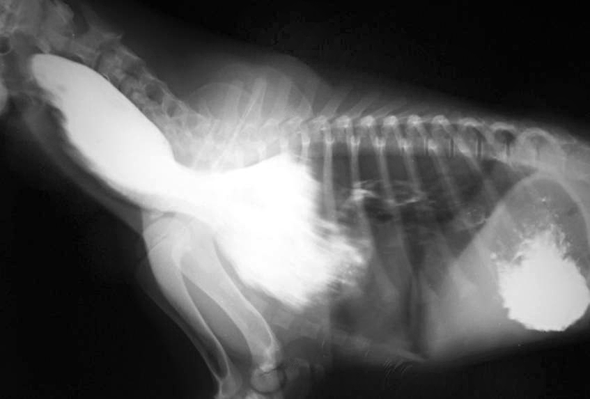 Пищевод собаки. Рентген пищевода собаки норма. Дивертикул пищевода у собак. Дивертикул у собаки рентген.