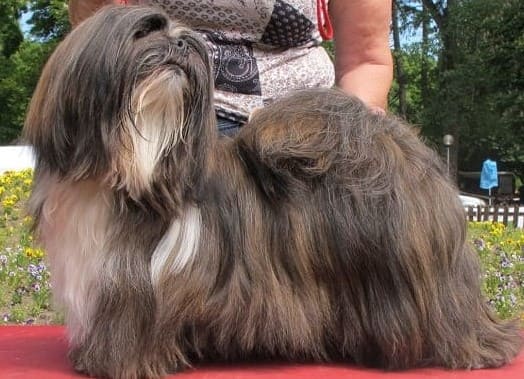 Лхаса апсо: длинношерстная маленькая порода собак