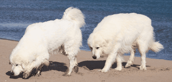 Горные пиренейские собаки
