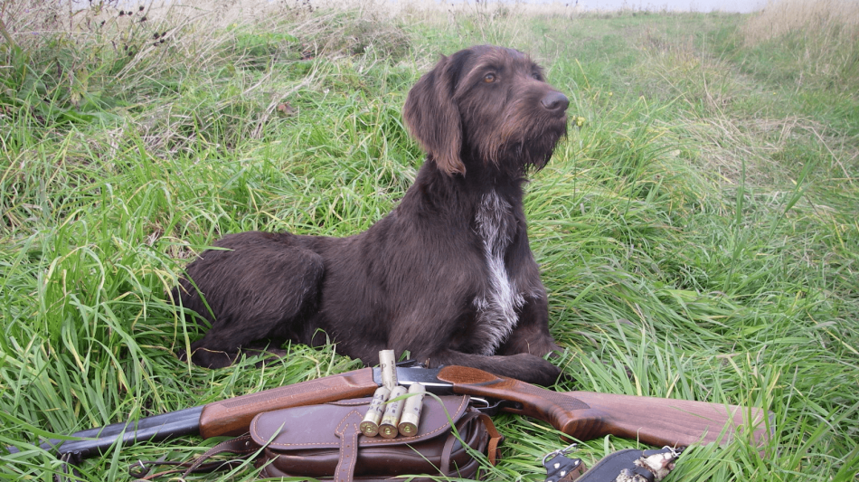 дратхар ,собака на охоте,ружье фото