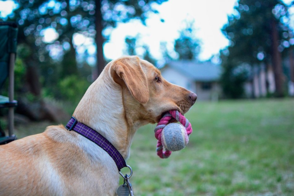 Собака играет в мяч на прогулке фото