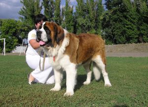 Самая тяжелая собака в мире5