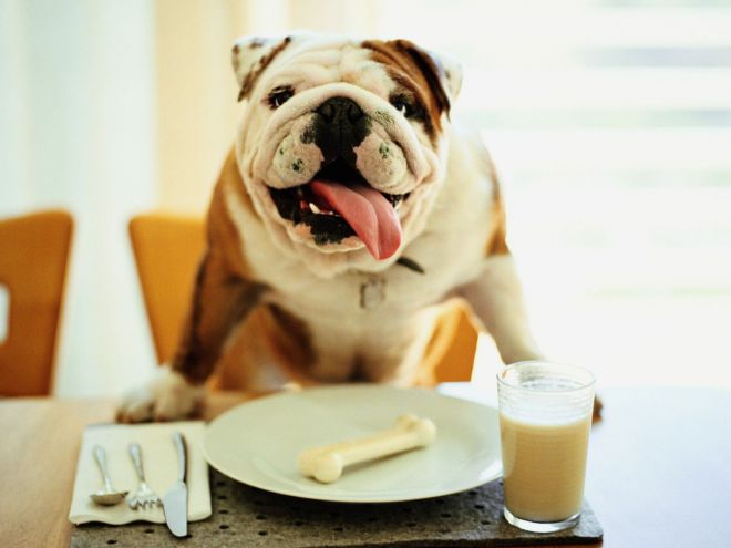 Чем кормить собаку при поносе