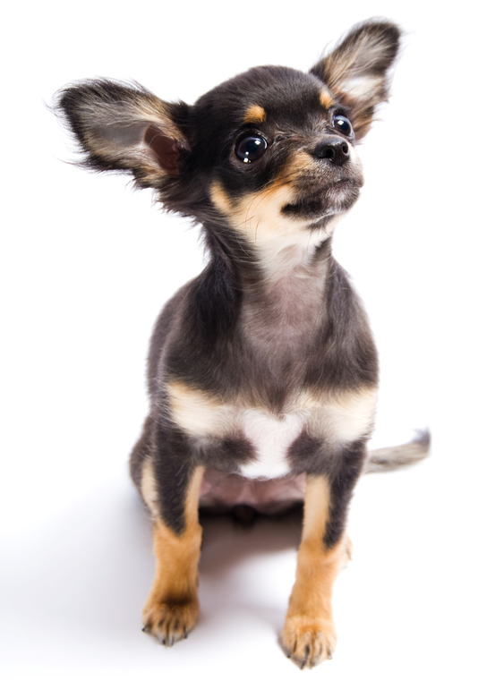 Smooth-Coat Chihuahua
