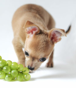 Chihuahua eating grapes