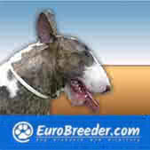 Bull Terrier Breeders and Kennels - EuroBreeder.com