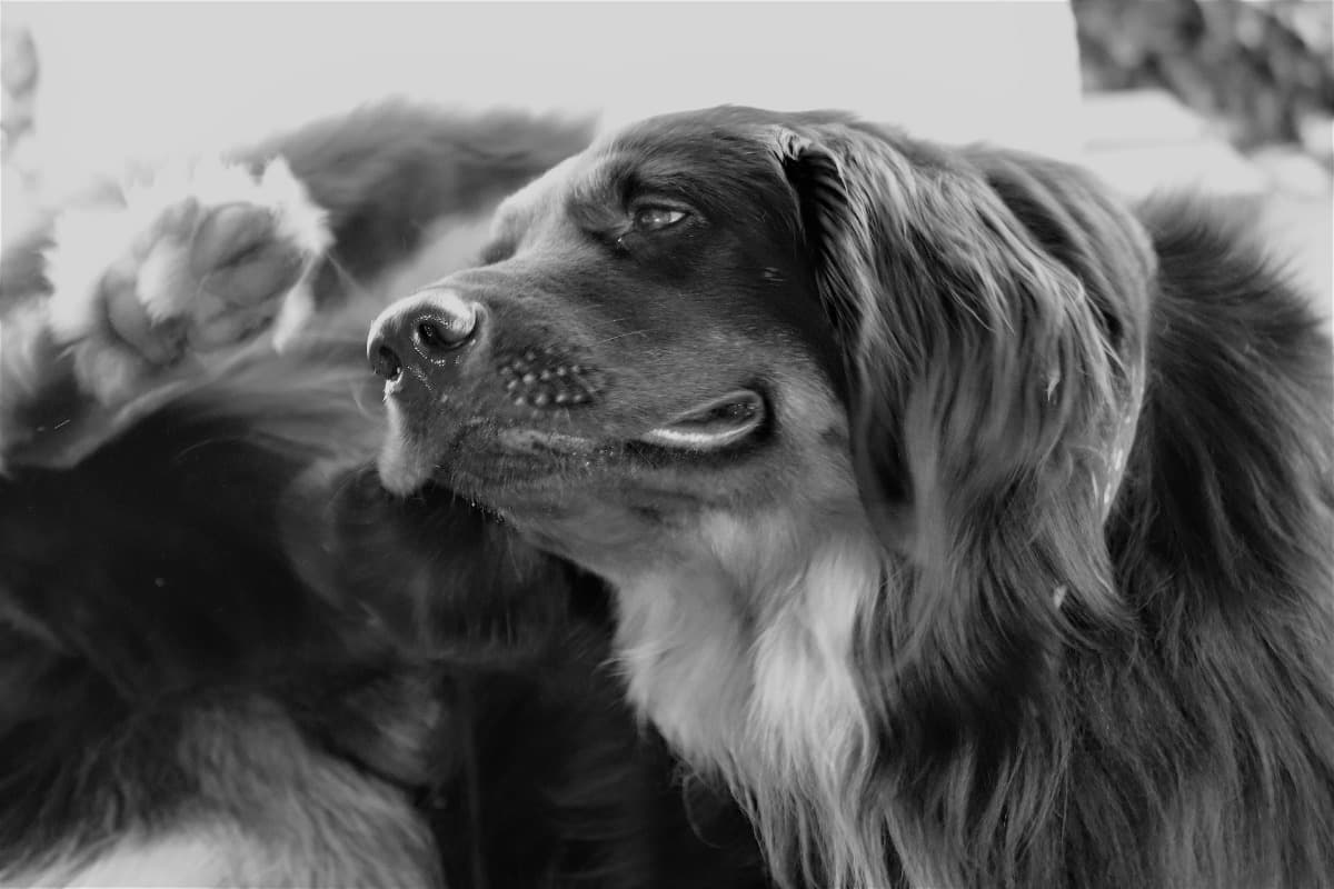 Black and white photo of dog scratching