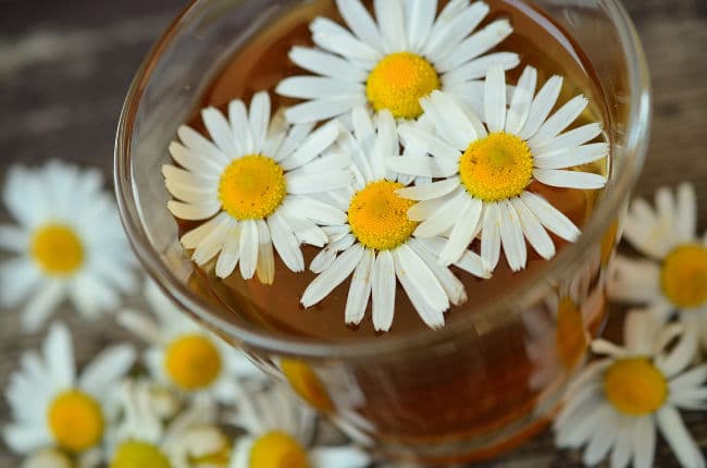 Chamomile tea in a glass with chamomile flowers around it