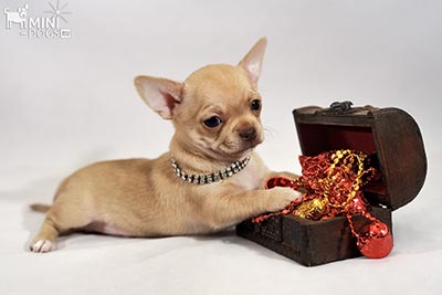 Чихуахуа – самые популярные маленькие собачки