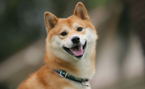 La sonrisa del perro Shiba Inu japonés