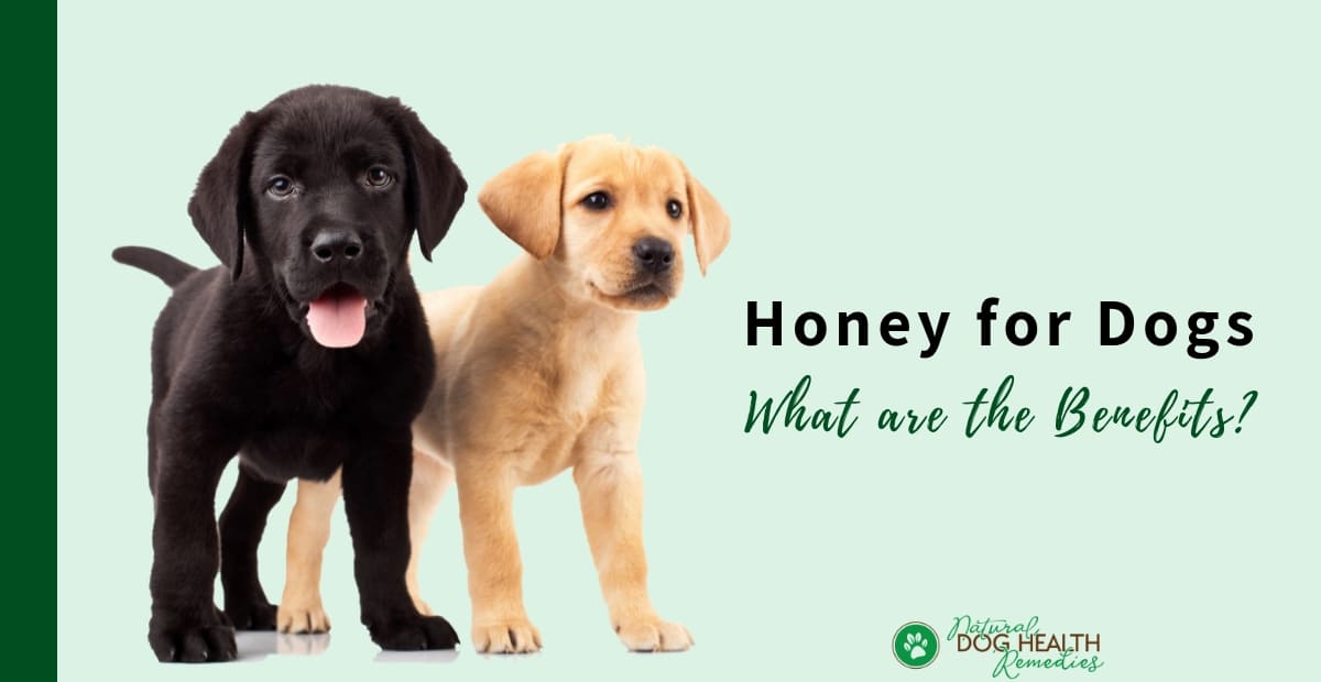 Honey Benefits to Dogs