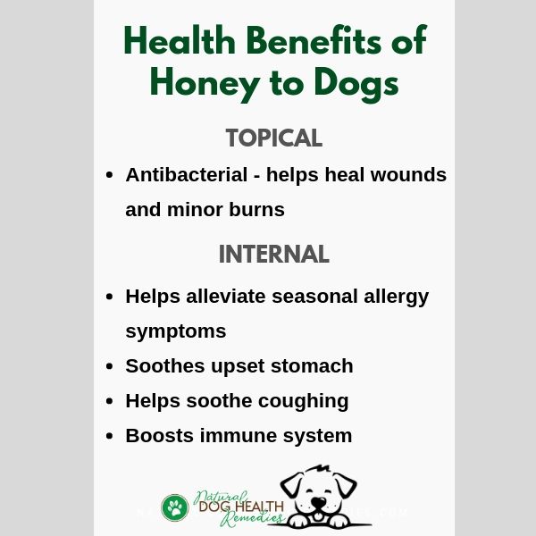 Honey Benefits to Dogs