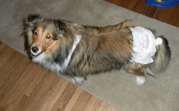 Симптомы и причины течки у стерилизованных собак