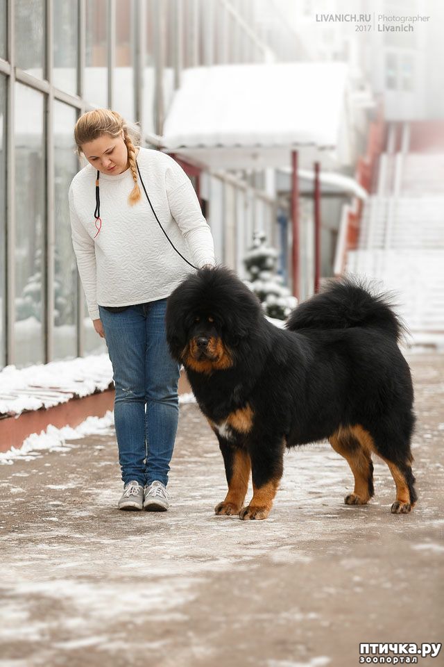 Фото тибетского мастифа рядом с человеком