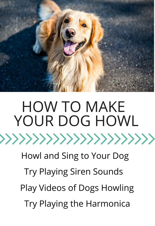 How to Get Your Dog to Howl