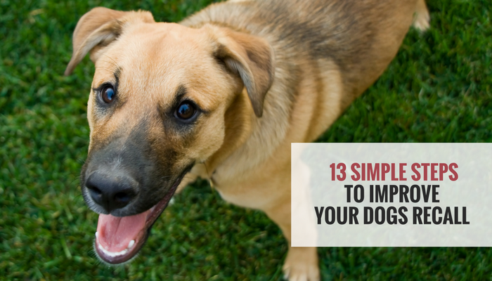 13 Simple Tips to Improve Your Dogs Recall