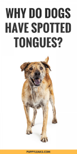 Why Dogs Have Spotted Tongues