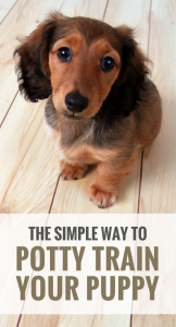 How to Potty Train Your Puppy