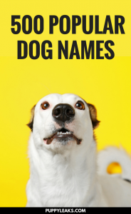500 Of The Most Popular Dog Names