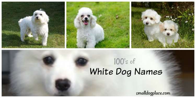 Giant list of White Dog Names